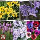 Thompson and Morgan 100 Days Of Flowering Bulb Collection X 1