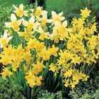 Thompson and Morgan Daffodil Miniature Mixed 80 Bulbs