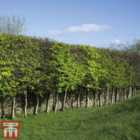 Thompson & Morgan 1 x Hedge Hornbeam (carpinus Betulus) 3 Litre Pot