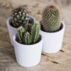 YouGarden Indoor Cactus Collection