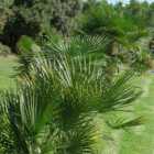 wilko Chamaerops Humilis Fan Palm