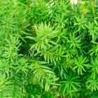 wilko Yew Hedging Plants 10 Pack