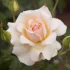 Wilko Chandos Beauty Rose
