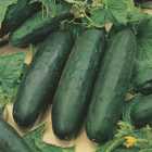 Wilko Cucumber Marketmore 76 Seeds