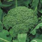 Wilko Broccoli Autumn Calabrese Seeds