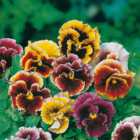Wilko Pansy Frou Frou Mixed Seeds