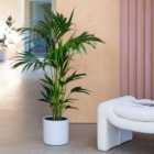 Kentia Palm House Plant in Capri Pot