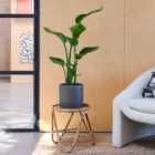 Bird Of Paradise House Plant in Earthenware Pot