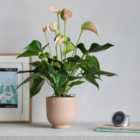 Peach Anthurium Potted House Plant and Candle Bundle