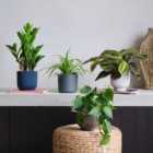 Shade Potted House Plant Bundle