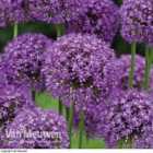 Thompson and Morgan Allium Purple Sensation 15 Bulbs