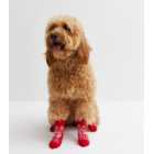 Red Festively Plump Christmas Dog Socks