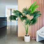 Artificial Livistona Palm