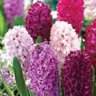 Thompson & Morgan Hyacinth 'berries And Cream Mixture' 32 Bulbs