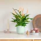 Apricot Peace Lily House Plant in Earthenware Pot