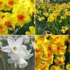 Thompson & Morgan Daffodil (narcissus) Dwarf Collection 120 Bulbs (size 08/10) (20 Golden Dawn; 30 Martinette; 30 Niveth; 40 Tête-à-Tête)
