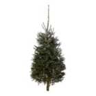 180-210cm Fraser fir Large Slim Cut christmas tree