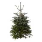 180-210cm Nordmann fir Large Slim Cut christmas tree