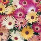 Wilko Mesembryanthemum Mix Flower Seeds