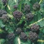 Wilko Broccoli Early Purple Sprouting Seeds