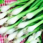 Wilko Onion Spring White Lisbon Seeds