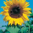 Wilko Sunflower Giant Single Seeds