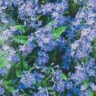 Forget Me Not Indigo Seed Packet