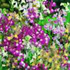 Wilko Linaria Fairy Bouquet Mix Seeds