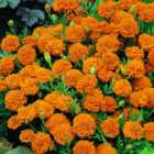 Wilko Marigold Orange Boy Seeds