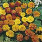 Wilko Marigold French Petite Mixed Seeds