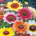 Wilko Chrysanthemum Rainbow Mixed Seeds