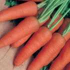 Wilko Carrot Royal Chantenay 3 Seeds