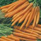 Wilko Carrot Amsterdam (Solo) Seeds