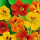 Wilko Nasturtium Tom Thumb Mix Flower Seeds