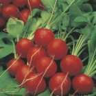 Wilko Radish Scarlet Globe Seeds