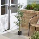 Slim Silhouette Olive Tree in Black Plant Pot