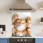 Premium 60cm x 75cm 6mm Glass Cute Cat Kitchen Splashback Various Sizes Toughened - 60 cm