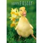 Ducklings Easter Card Pack 4 per pack
