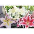 Thompson & Morgan 15 x Lily 'Giant Flowered Collection' bulbs (5 of each variety)