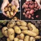 wilko Patio Seed Potato Tubers Selection with Growing Pots and Fertiliser 18 Pack