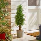 Cypress Tree in Cement Pot
