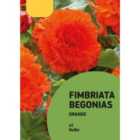 Begonia Fimbriata Orange Flower bulb Pack of 2