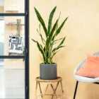 Artificial Snake Plant
