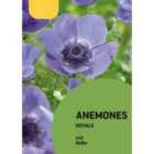 Anemone Royale Blue Flower bulb Pack of 10