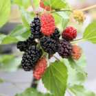 wilko Dwarf Mulberry Morus Mojoberry Plant Pot 1.7L