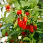 wilko Lycium Barb Sweet Lifeberry Goji Berry Plant Pot 9cm 3 Pack