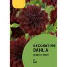 Decorative Dahlia Arabian Night Red Flower bulb