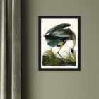 Great Blue Heron by JJ Audubon Framed Print