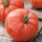 Wilko Tomato Supersteak F1 Seeds
