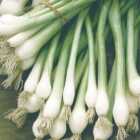 wilko Onion White Lisbon Seeds